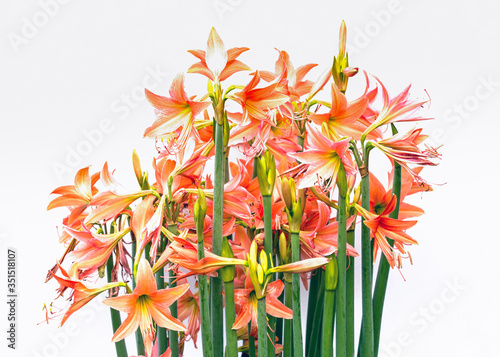 Group of lycoris amaryllis flowers blossom on white background photo