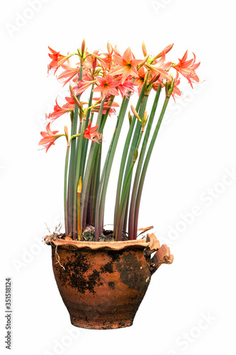 Canvas Print Group of lycoris amaryllis flowers blossom on white background