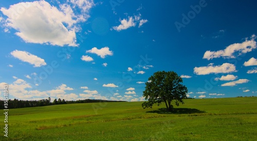 Łąka zielona i niebieskie niebo kwiaty drzewo owady