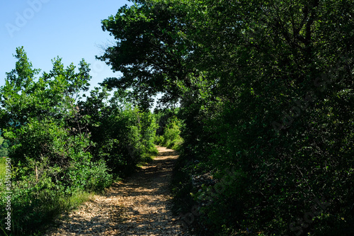 Chemin de pierres dans les bois 