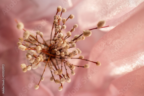 willow branches in a glass with water drops, close-up, top view