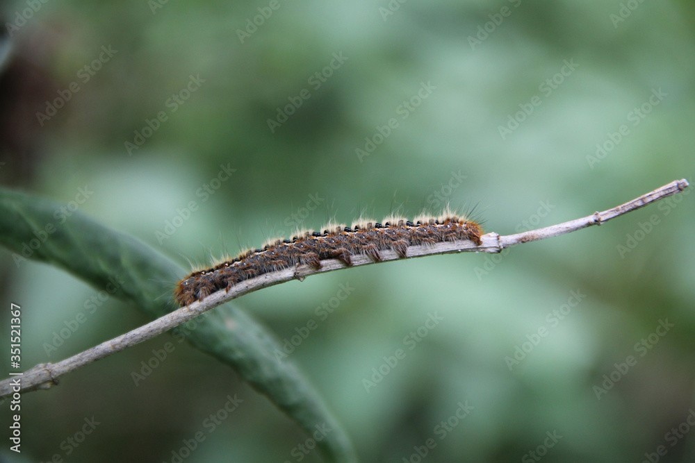 Small wild brown caterpillar on a Lilac branch in the garden on springtime on selective focus
Small wild brown caterpillar on a Lilac branch in the garden on springtime on selective focus