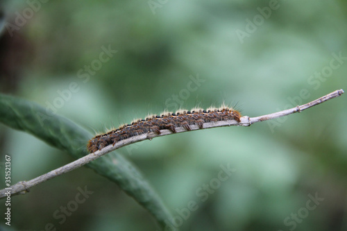 Small wild brown caterpillar on a Lilac branch in the garden on springtime on selective focus
