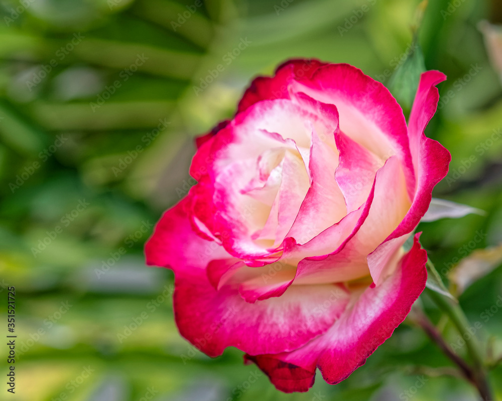 colorful purple and creamy white rose flower closeup in the garden, strong bokeh colorful purple and creamy white rose flower closeup in the garden, strong bokeh