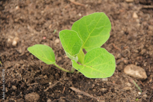 Small Eggplant plant growing in the vegetable garden on springtime. Cultivated Solanum melongena plant

