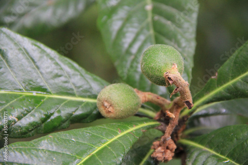 Common Medlar tree with fruits growing on branch. Mespilus germanica tree in the garden
