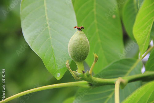 Close-up of green unripe walnuts growing on a tree on springtime. Juglans regia tree
