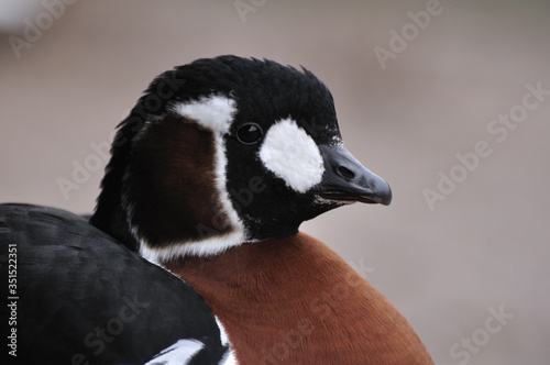 The red-breasted goose Branta ruficollis portrait