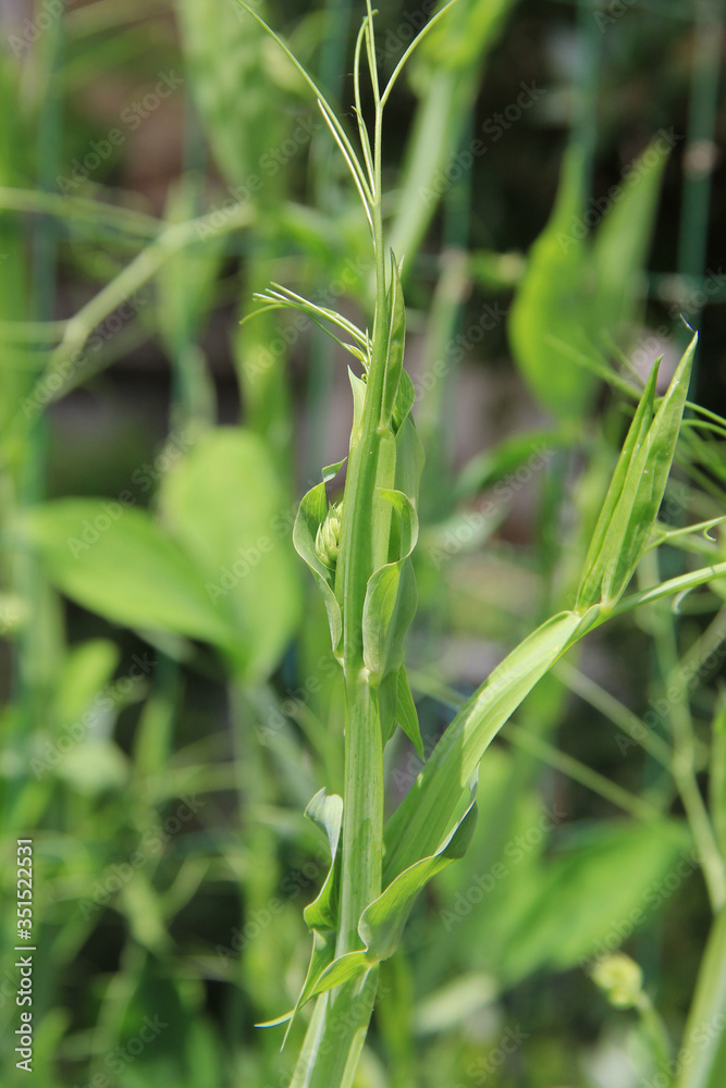 Close-up of Sweet pea plant growing in the garden on springtime. Lathyrus odoratus plant
