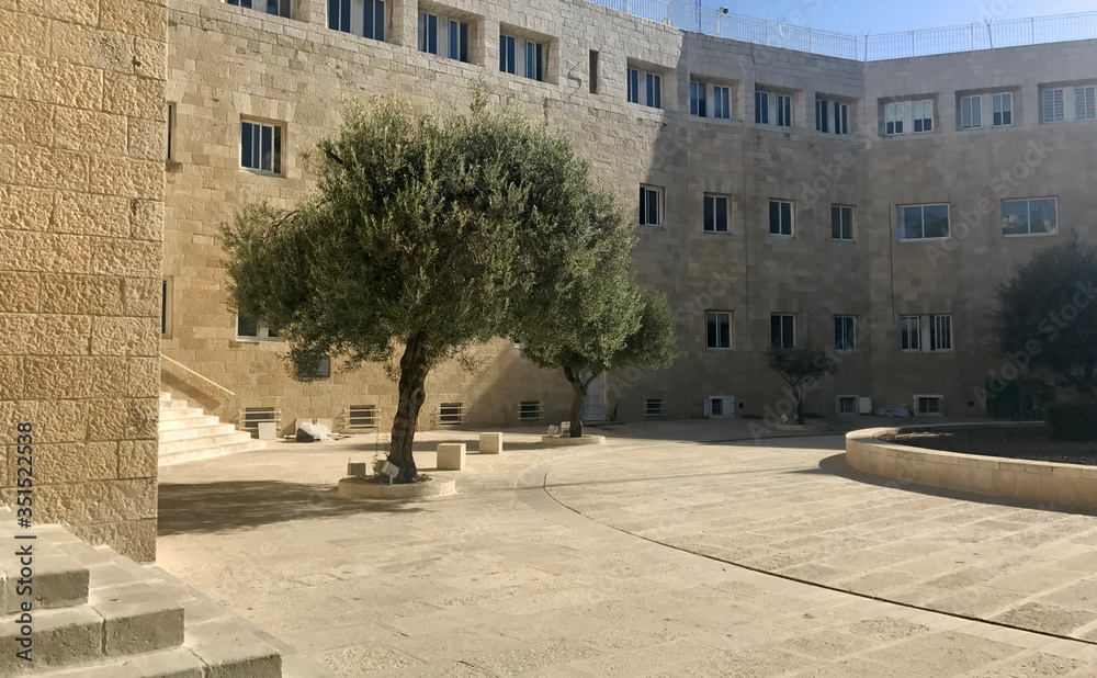 Sole olive tree in an inner courtyard of typical stone buildings in Jerusalem, Israel