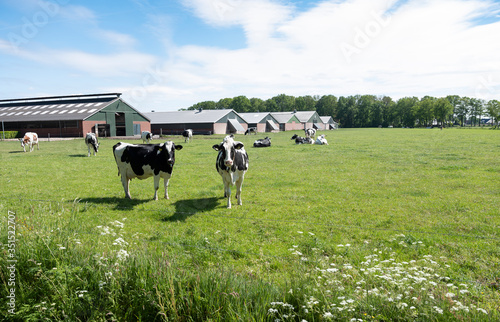Fototapeta Naklejka Na Ścianę i Meble -  black and white cows in green meadow near modern farm in the netherlands