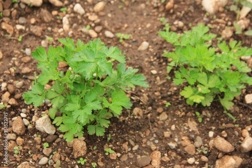 Small Parsley plant growing in the vegetable garden on springtime. Cultivated Petroselinum crispum plant
