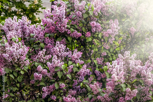 Lush purple lilac bushes