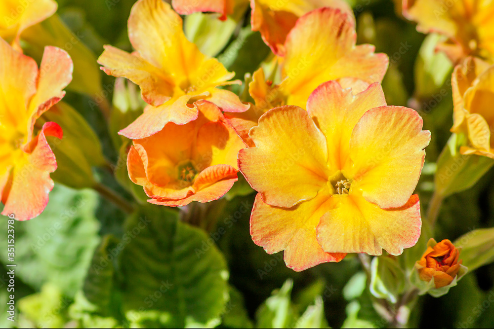 Garden primrose yellow-cream in the spring garden.