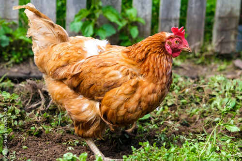 red hen digs fresh grass and looks for a worm. against the background of wooden fence. Concept of household and farming