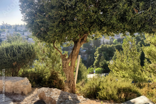 Lush olive tree overlooking the hills of Jerusalem, Israel