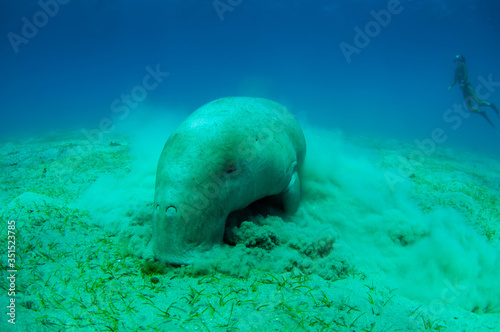 Close view on cute and amazing dugong.Underwater shot. A diver in flippers and mask looking on quite rare ocean animal who eating seagrass underwater.The huge sea cow.Dugon.Underwater fauna and flora.