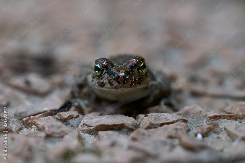 Obraz premium close up of a green toad