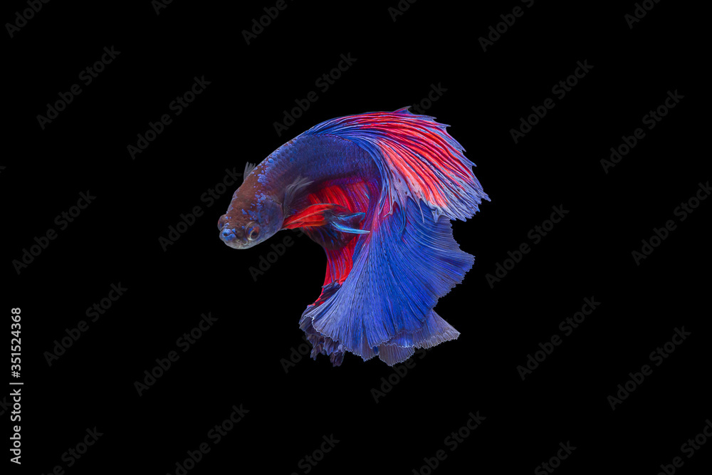 Beautiful movement of multi colored red and blue betta fish splendens Halfmoon Siamese fighting fish or Macropodidae or Osphronemidae on black background. Beautiful movement of multi colored red and blue betta fish splendens Halfmoon Siamese fighting fish or Macropodidae or Osphronemidae on black background.