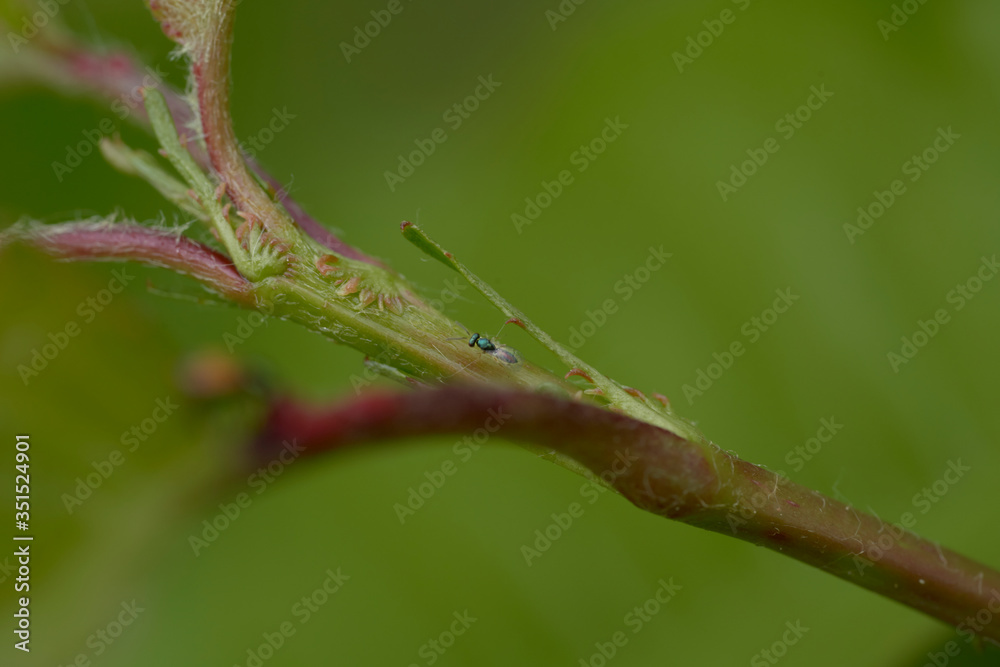 close up of a tiny bug on a branch close up of a tiny bug on a branch