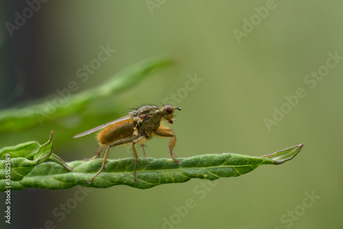 close up of a yellow dung fly