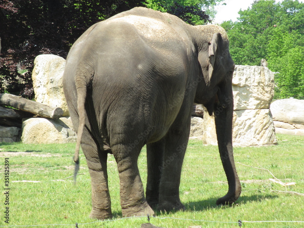 Fototapeta premium elephant in the park