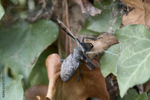 Fototapeta Naklejka Na Ścianę i Meble -  Longhorn beetle