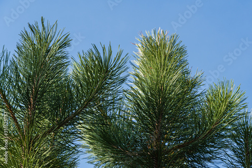 Beautiful long green needles on branch of Austrian pine on background of blue sky. Selective focus. Pinus Nigra  Austrian pine or black pine in evergreen landscaped garden. Texture for design.