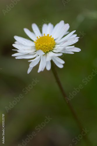 Wild Common daisy close-up 