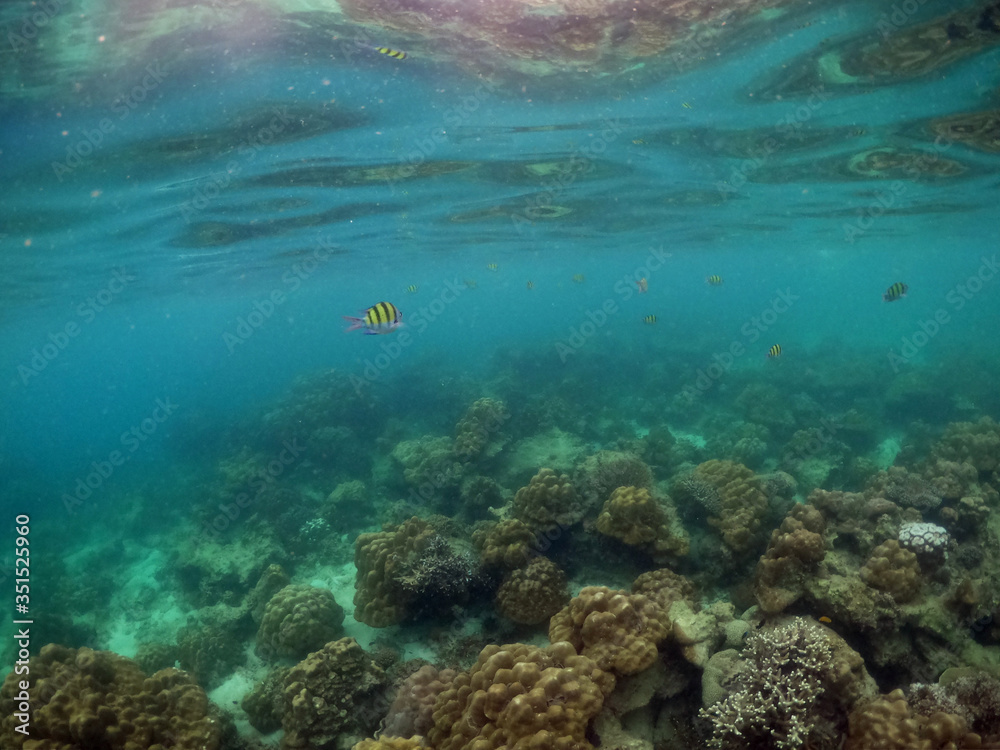 Underwater seascape of corals and algae in the ocean. Underwater seascape of corals and algae in the ocean.