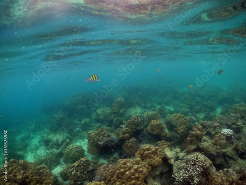 Underwater seascape of corals and algae in the ocean.