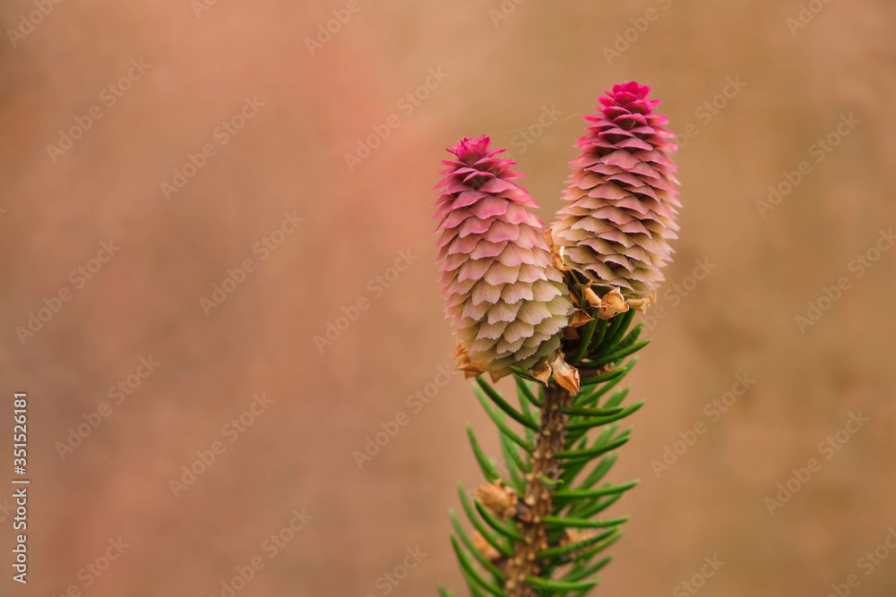 Branch with two new red spruce cones on a background of a copper plate. Reflection of cones on a copper surface. Copy space. Branch with two new red spruce cones on a background of a copper plate. Reflection of cones on a copper surface. Copy space.