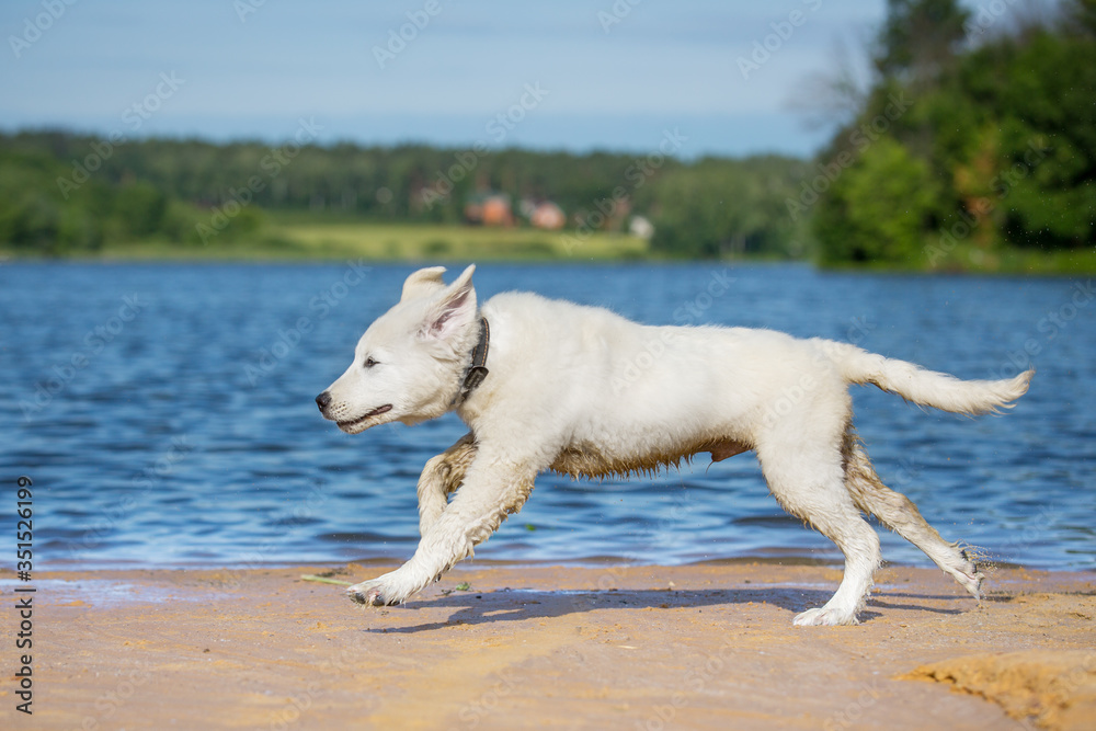 Maremma Sheepdog or Maremmano Abruzzese Sheepdog puppy running outdoor in summer nature Maremma Sheepdog or Maremmano Abruzzese Sheepdog puppy running outdoor in summer nature