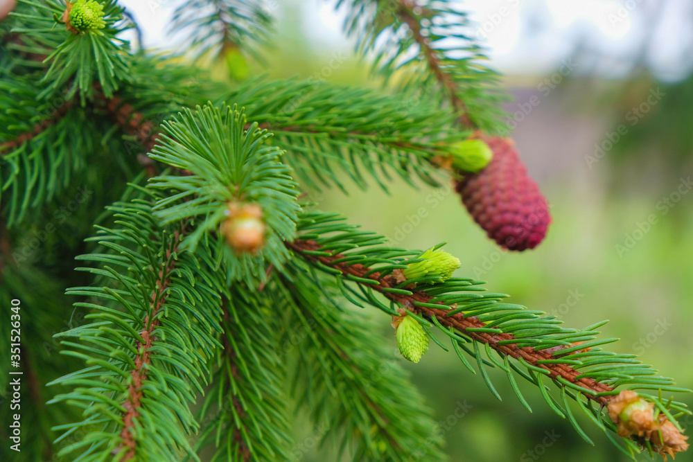 Growth of new spruce needles and cones on a blurred forest background in Ukraine. Growth of new spruce needles and cones on a blurred forest background in Ukraine.