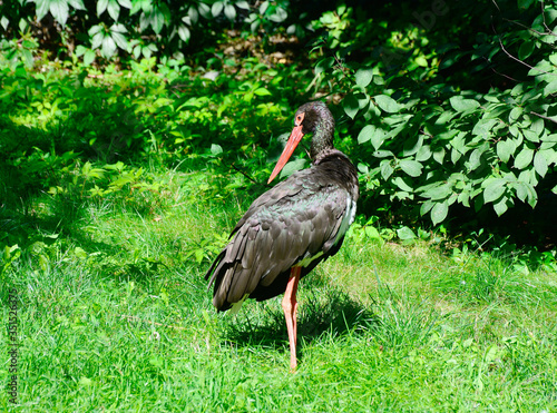 black stork on grass background