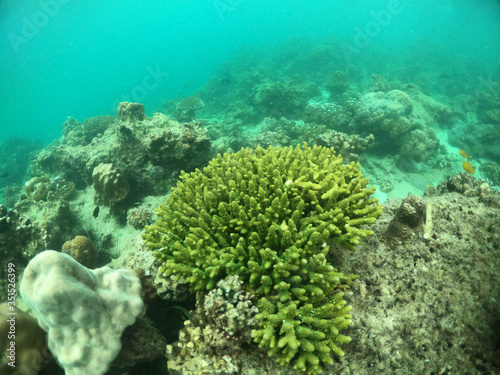 Fototapeta Naklejka Na Ścianę i Meble -  Underwater seascape of corals and algae in the ocean.