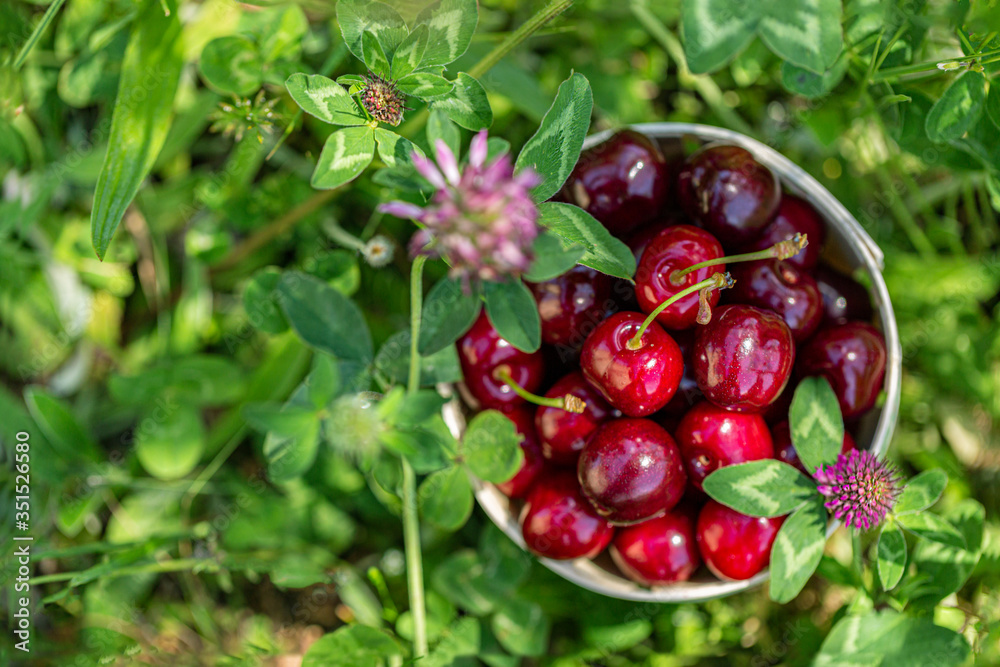 Red cherries. Ripe juicy cherries in a small basket on green grass and wildflowers of clover and chamomile in the garden. Top view Red cherries. Ripe juicy cherries in a small basket on green grass and wildflowers of clover and chamomile in the garden. Top view