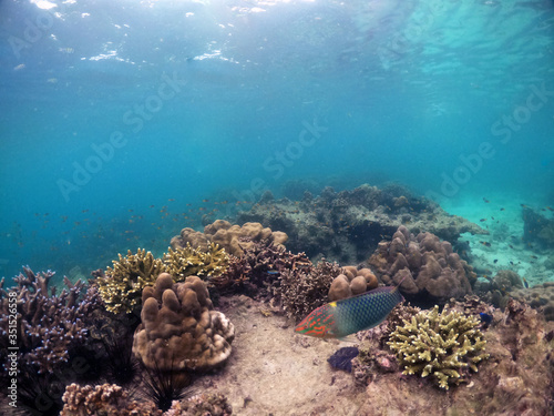 Underwater seascape of corals and algae in the ocean.