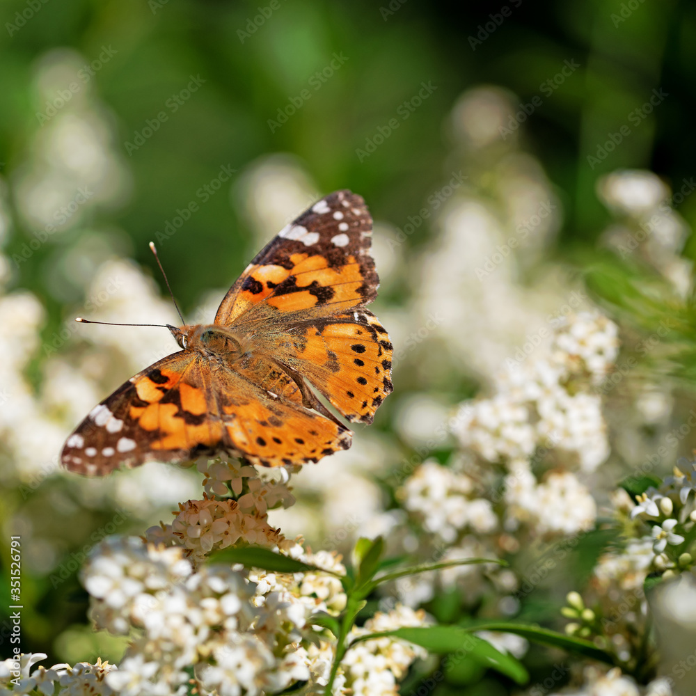 Distelfalter, Vanessa cardui, auf blühendem Liguster Distelfalter, Vanessa cardui, auf blühendem Liguster