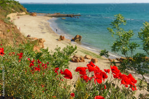 Red poppies flowers on a cliff overlooking the sea. Wild seashore is an ever-present at times.