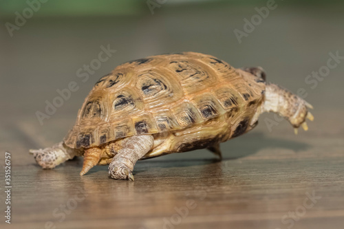 running away small, turtle on a wooden floor. Close-up photo