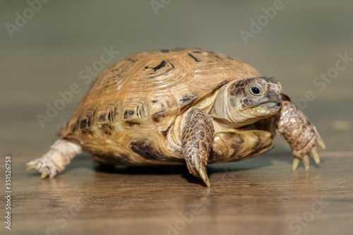 Small, terrestrial turtle on a wooden floor. Close-up photo