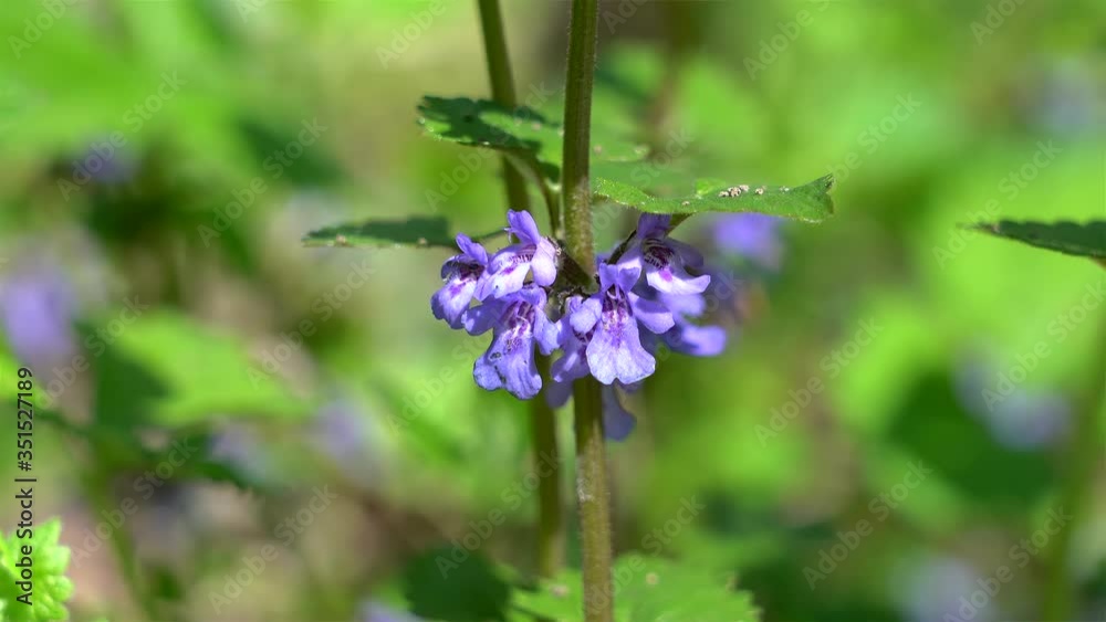 Flowers of Ground-ivy (Glechoma hederacea) at spring. Closeup Flowers of Ground-ivy (Glechoma hederacea) at spring. Closeup