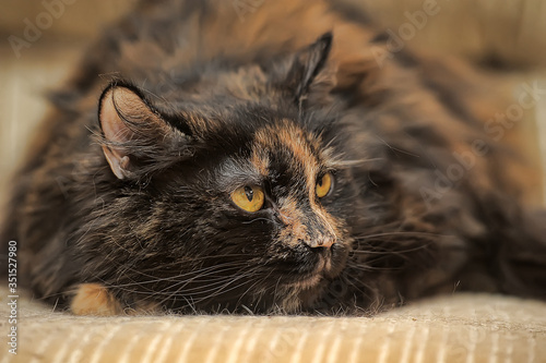 plump tortie cat lies photo