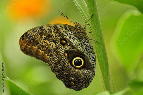 Eyespots on wing of Giant owl butterfly Caligo memnon