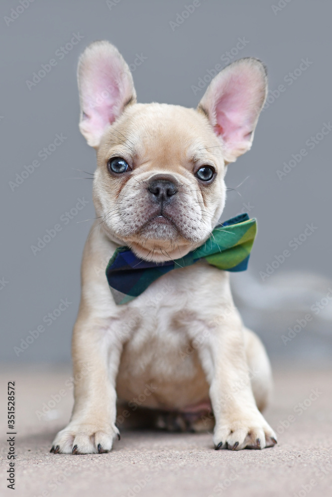 Adorable young lilac fawn colored French Bulldog dog puppy wearing a bow tie sitting in front of gray wall