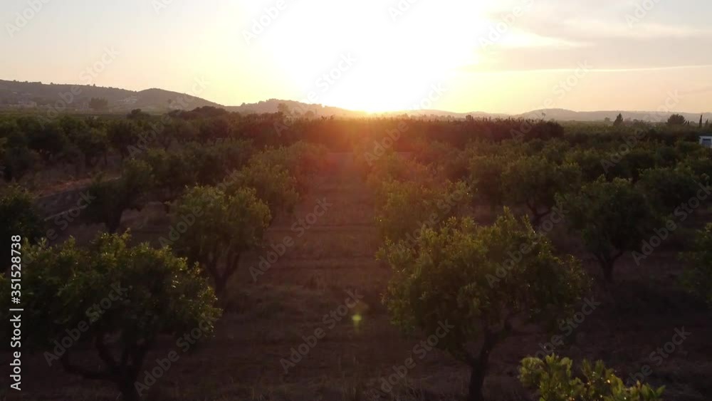 Orange trees agriculture in Valencia, Spain Orange trees agriculture in Valencia, Spain