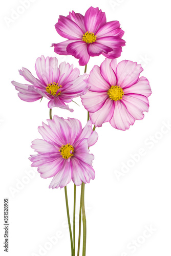 cosmos flower isolated