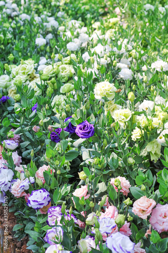 Fresh lisianthus flowers or eustoma grandiflorum in park background photo