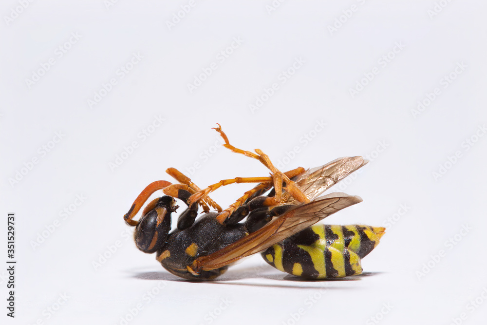 Extreme closeup of a dead wasp isolated on white background